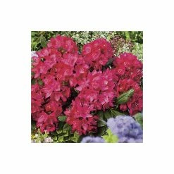 2ft Rhododendron 'Nova Zembla ' | 7.5L Pot | Rhododendron Hybrid -6L-8L Pot Sales Store PL30264 add image 3 ff05