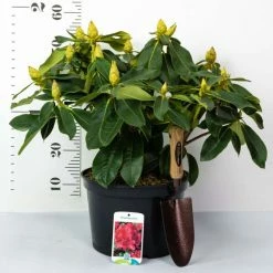 2ft Rhododendron 'Nova Zembla ' | 7.5L Pot | Rhododendron Hybrid -6L-8L Pot Sales Store PL30264 add image 4 6292