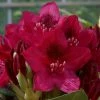2ft Rhododendron 'Nova Zembla ' | 7.5L Pot | Rhododendron Hybrid -6L-8L Pot Sales Store PL30264 main image f6f3