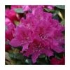 2ft Rhododendron 'Rocket ' | 7.5L Pot | Rhododendron Hybrid -6L-8L Pot Sales Store PL30265 main image ab56