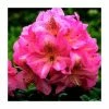 2ft Rhododendron 'Scintillation ' | 7.5L Pot | Rhododendron Hybrid -6L-8L Pot Sales Store PL30267 main image b677