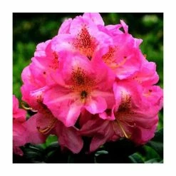 2ft Rhododendron 'Scintillation ' | 7.5L Pot | Rhododendron Hybrid