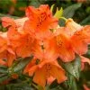 1ft Rhododendron 'Tortoiseshell Orange' | 7.5L Pot | Compact Rhododendron -6L-8L Pot Sales Store PL30269 main image dfd7