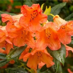 1ft Rhododendron 'Tortoiseshell Orange' | 7.5L Pot | Compact Rhododendron