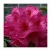 2ft Rhododendron 'Van' | 7.5L Pot | Rhododendron Hybrid 2 2ft Rhododendron 'Van' | 7.5L Pot | Rhododendron Hybrid -6L-8L Pot Sales Store PL30270 main image c605