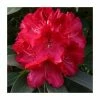 2ft Rhododendron 'Wilgens Ruby' | 7.5L Pot | Rhododendron Hybrid -6L-8L Pot Sales Store PL30271 main image cee1