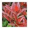 Photinia serrulata 'Red Robin' -6L-8L Pot Sales Store PL38105 main image de58