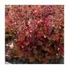 Heuchera x hybrida 'Indian Summer Cranberry' | Coral Bells -6L-8L Pot Sales Store PL38142 main image 2f8f
