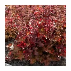Heuchera x hybrida 'Indian Summer Cranberry' | Coral Bells