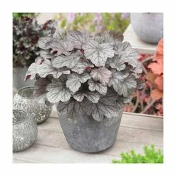 Heuchera x hybrida 'Huckleberry' | Coral Bells