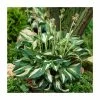 Hosta 'Mediovariegata' 1 Hosta 'Mediovariegata' -6L-8L Pot Sales Store PL38156 main image 9993