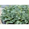 Hosta 'Blue Mouse Ears' | 1L Pot 1 Hosta 'Blue Mouse Ears' | 1L Pot -6L-8L Pot Sales Store PL503747 main 1547