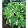 Hosta 'Fragrant Bouquet' | 1L Pot -6L-8L Pot Sales Store PL503751 main e514