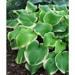 Hosta 'Fragrant Bouquet' | 1L Pot