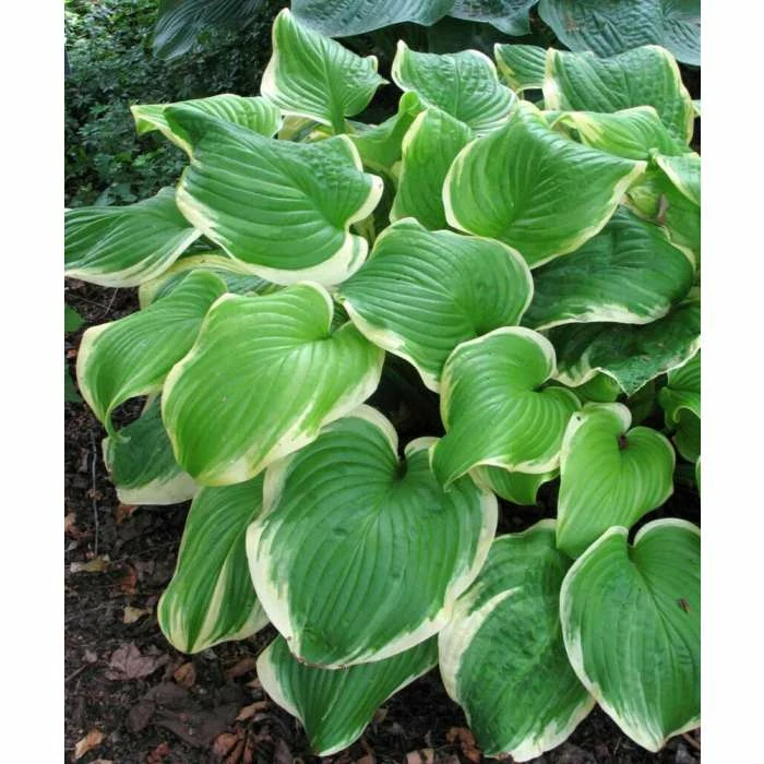 Hosta 'Fragrant Bouquet' | 1L Pot 3 Hosta 'Fragrant Bouquet' | 1L Pot