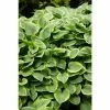 Hosta 'Gold Tiara' 2 Hosta 'Gold Tiara' -6L-8L Pot Sales Store PL503757 main 749a