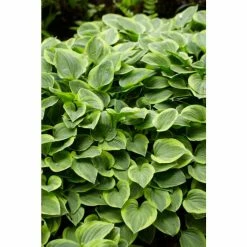 Hosta 'Gold Tiara'