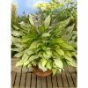 Hosta 'Lady Guinevere' -6L-8L Pot Sales Store PL503761 main 936a
