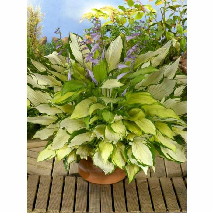 Hosta 'Lady Guinevere' 3 Hosta 'Lady Guinevere'