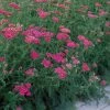 Achillea millefolium 'Cerise Queen' | Common Yarrow