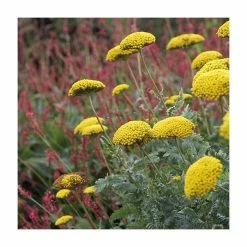 Achillea filipendulina 'Cloth of Gold' | Fernleaf Yarrow
