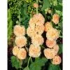 Alcea Chaters 'Salmon Pink' | 1L Pot 2 Alcea Chaters 'Salmon Pink' | 1L Pot -6L-8L Pot Sales Store PL503788 main d889