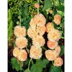 Alcea Chaters 'Salmon Pink' | 1L Pot
