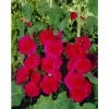 Alcea rosea 'Chaters Double Scarlet' | Hollyhock -6L-8L Pot Sales Store PL503789 main 9927
