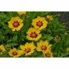 Coreopsis lanceolata 'Sterntaler' | 1L Pot -6L-8L Pot Sales Store PL503791 main 158b