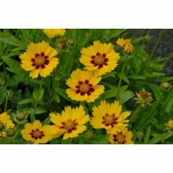 Coreopsis lanceolata 'Sterntaler' | 1L Pot