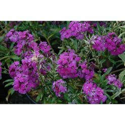 Erysimum 'Poem Lilac' | 1L Pot