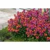 Erysimum 'Winter Passion' | Wallflower