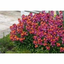 Erysimum 'Winter Passion' | Wallflower