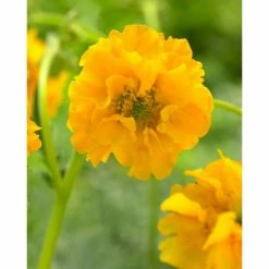 Geum chiloense 'Lady Stratheden' | Aven