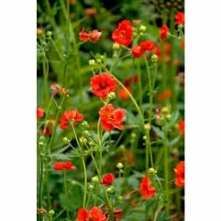 Geum 'Mrs Bradshaw' | Aven