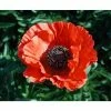 Papaver 'Allegro' | 1L Pot -6L-8L Pot Sales Store PL503807 main d99e