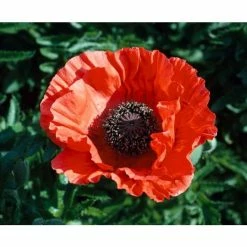 Papaver 'Allegro' | 1L Pot