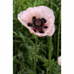 Papaver 'Princess Victoria Louise' | 1L Pot