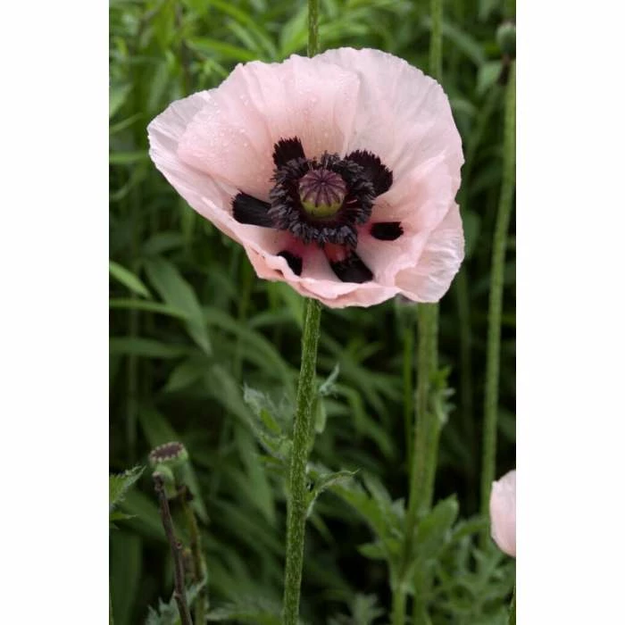 Papaver 'Princess Victoria Louise' | 1L Pot 3 Papaver 'Princess Victoria Louise' | 1L Pot