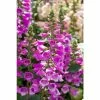 Digitalis Purpurea 'Dalmatian Purple' | Foxglove -6L-8L Pot Sales Store PL503812 b1d5