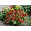 Gaillardia Mesa Red | 1L Pot