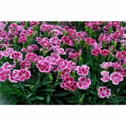 Dianthus 'Pink Kisses' | 1L Pot