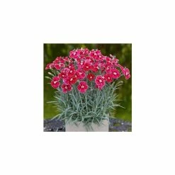 Dianthus 'Alpine Pink Flutterburst' | 1L Pot