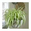 Spider Plant | Chlorophytum Comosum