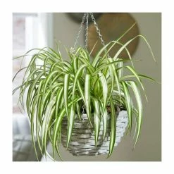 Spider Plant | Chlorophytum Comosum