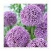 Allium Gladiator | 13cm Pot 1 Allium Gladiator | 13cm Pot -6L-8L Pot Sales Store PL52050 main image ad0c