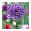 Allium 'Purple Sensation' | 13cm Pot -6L-8L Pot Sales Store PL52051 main image 014a