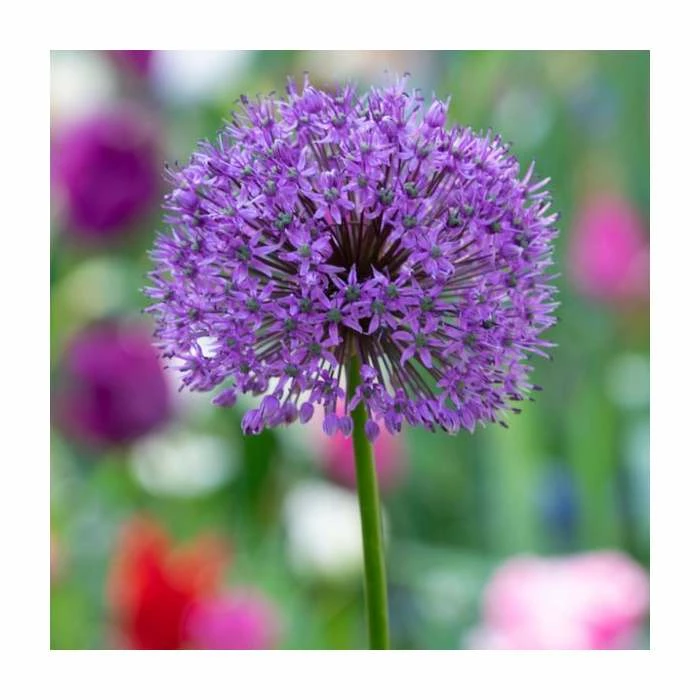 Allium 'Purple Sensation' | 13cm Pot 3 Allium 'Purple Sensation' | 13cm Pot