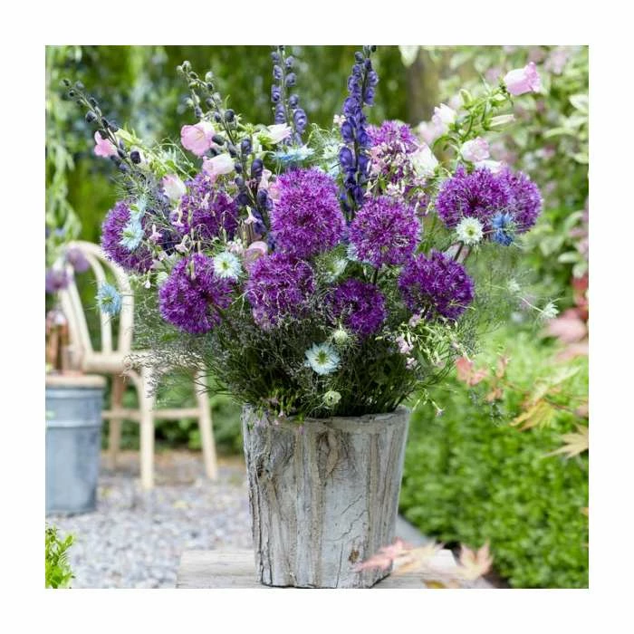 Allium 'Purple Sensation' | 13cm Pot 4 Allium 'Purple Sensation' | 13cm Pot - Image 2