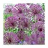 Allium 'Purple Rain' | 13cm Pot 2 Allium 'Purple Rain' | 13cm Pot -6L-8L Pot Sales Store PL52052 main image f813